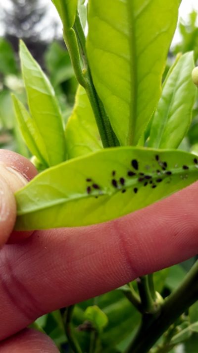 Solutions Sanabel Agro pour le traitement du puceron des agrumes pendant la floraison