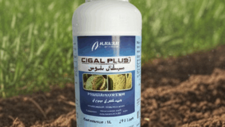 Cigal Plus SC
