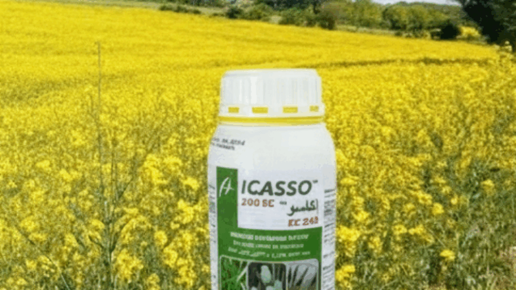 Icasso 240 SC