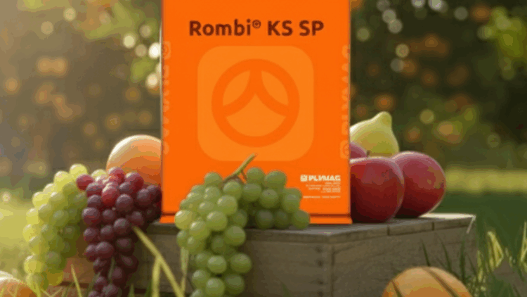 Rombi® KS SP