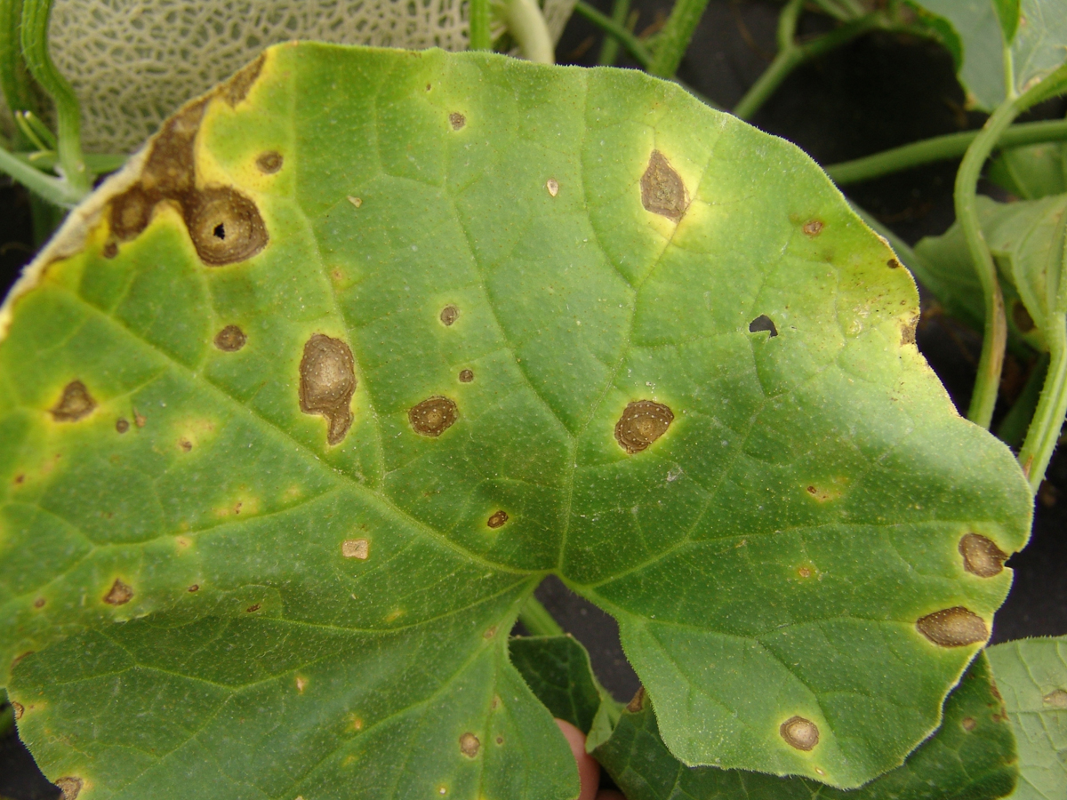 Alternaria