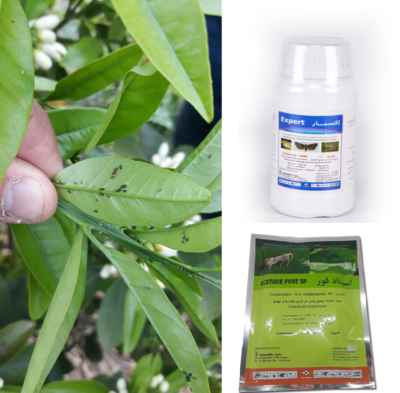 Solutions Sanabel Agro pour le traitement du puceron des agrumes pendant la floraison
