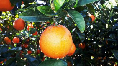 Programme Sanabel Agro pour la gestion des insectes des agrumes au cours de la saison estivale